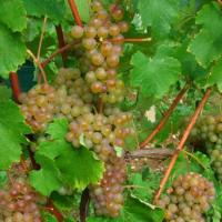 Vendanges monthoux 2014 76 