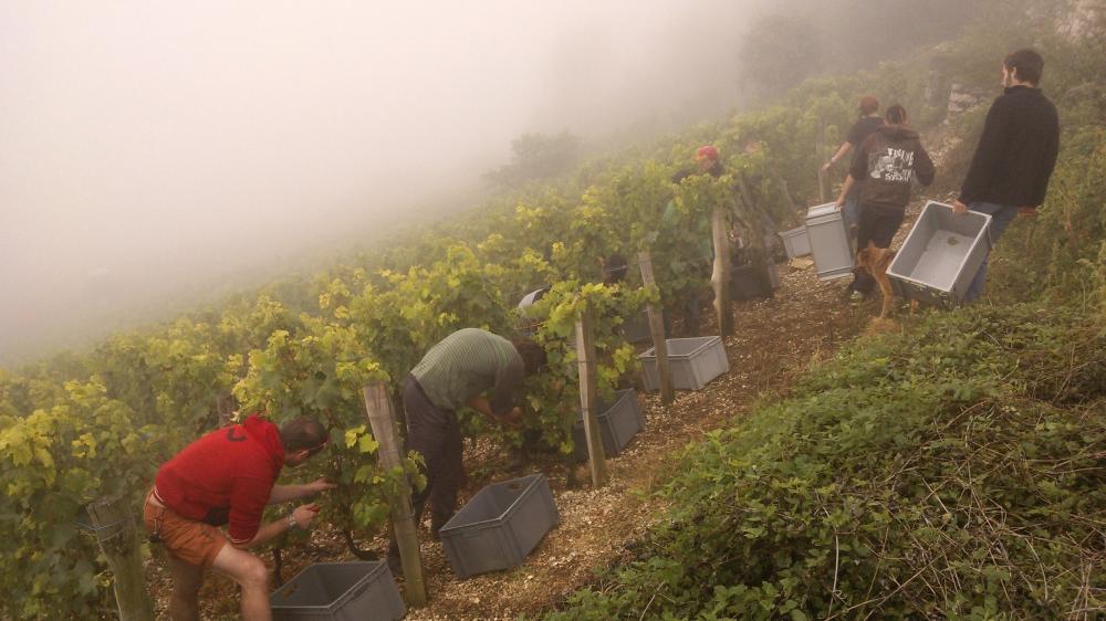 Vendanges monthoux 2014 77 