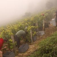Vendanges monthoux 2014 77 
