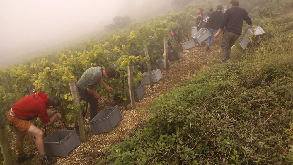 Vendanges monthoux 2014 78 