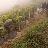 Vendanges monthoux 2014 78 