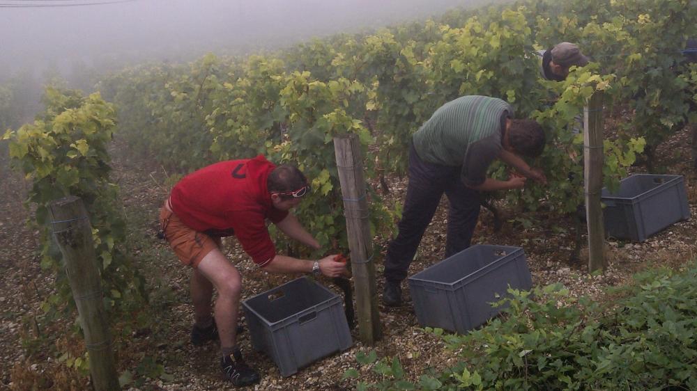 Vendanges monthoux 2014 79 