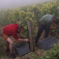 Vendanges monthoux 2014 79 