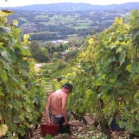 Vendanges monthoux 2014 8 