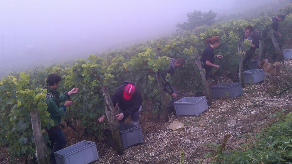 Vendanges monthoux 2014 80 