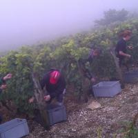 Vendanges monthoux 2014 80 