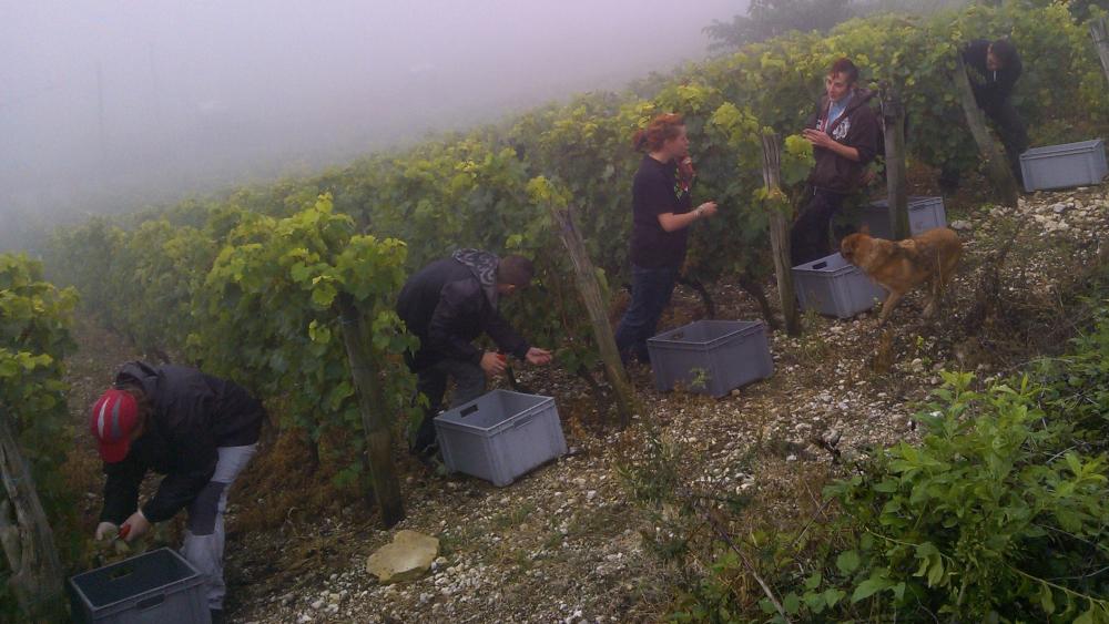 Vendanges monthoux 2014 81 