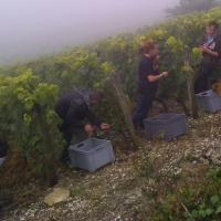 Vendanges monthoux 2014 81 