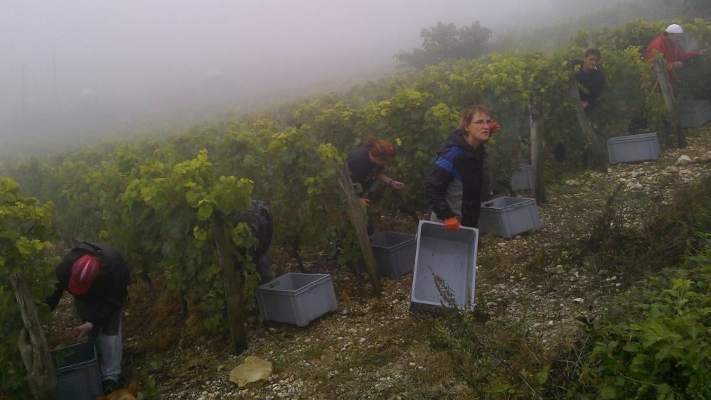 Vendanges monthoux 2014 82 