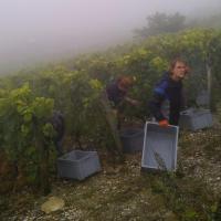 Vendanges monthoux 2014 82 