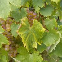 Vendanges monthoux 2014 83 