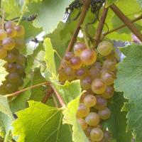 Vendanges monthoux 2014 84 