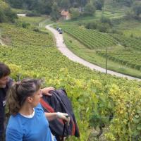 Vendanges monthoux 2014 85 