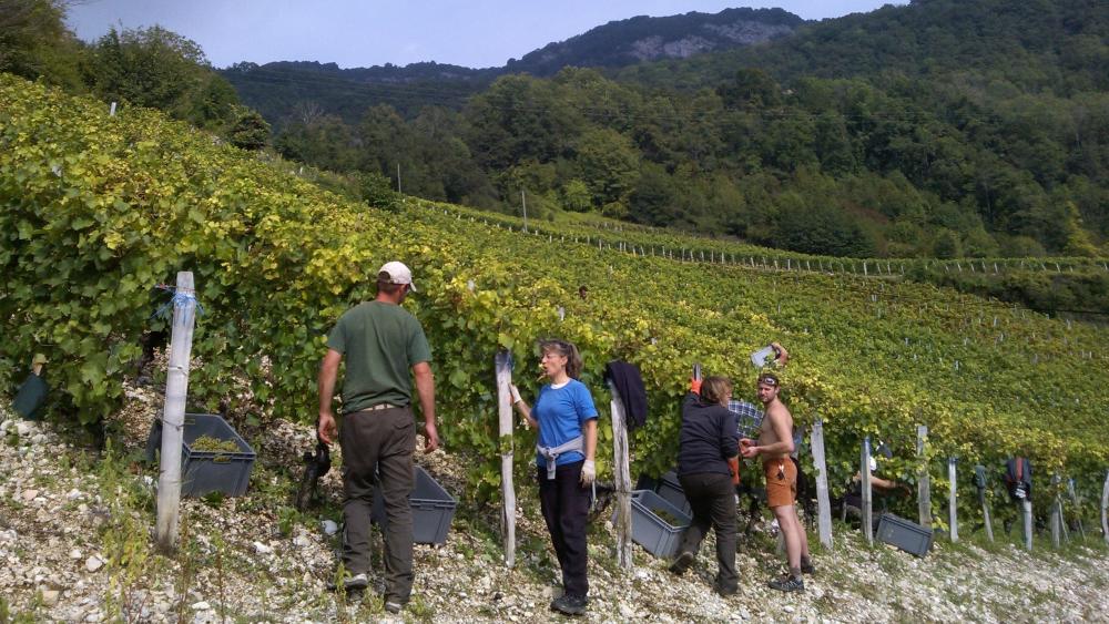 Vendanges monthoux 2014 86 