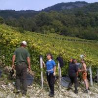 Vendanges monthoux 2014 86 