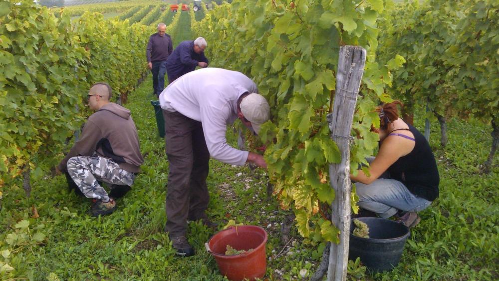 Vendanges monthoux 2014 89 