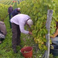 Vendanges monthoux 2014 89 