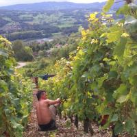 Vendanges monthoux 2014 9 