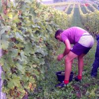 Vendanges monthoux 2014 90 