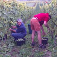 Vendanges monthoux 2014 91 