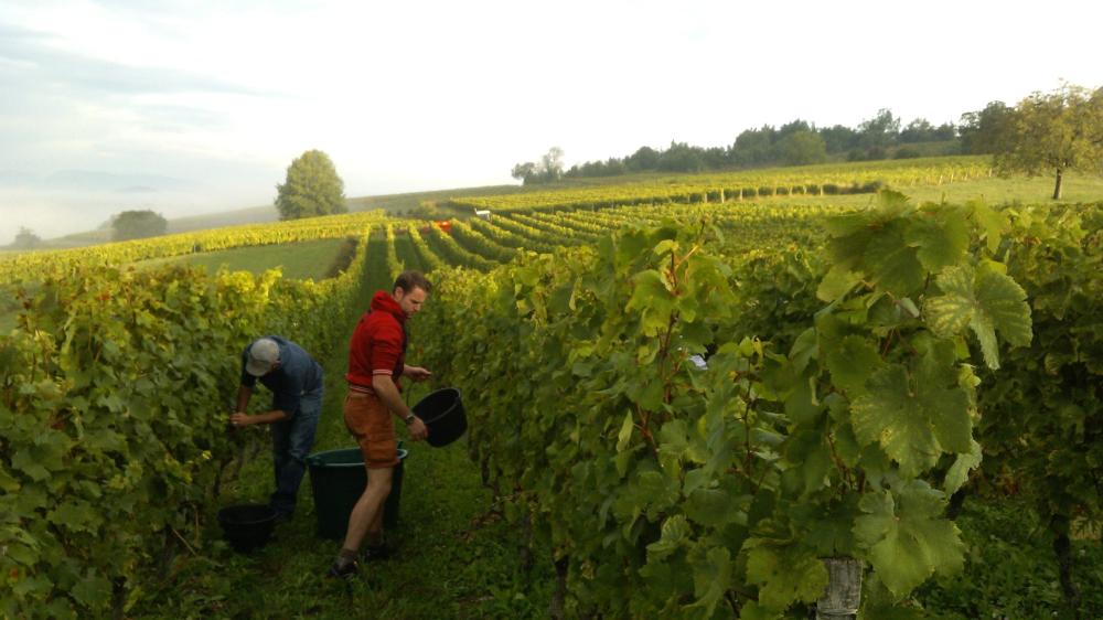 Vendanges monthoux 2014 92 