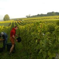 Vendanges monthoux 2014 92 