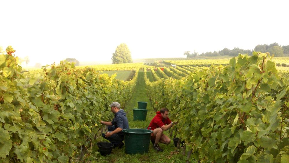 Vendanges monthoux 2014 93 