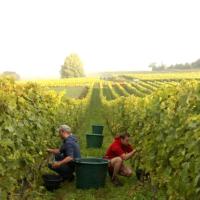 Vendanges monthoux 2014 93 