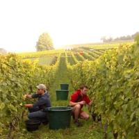 Vendanges monthoux 2014 94 
