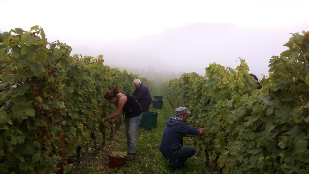 Vendanges monthoux 2014 95 