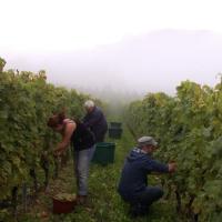 Vendanges monthoux 2014 95 