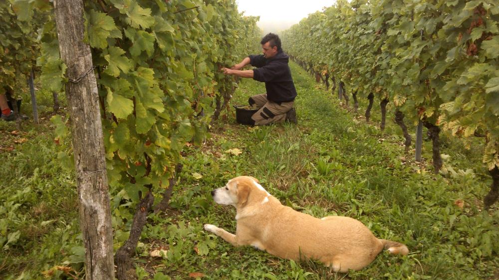 Vendanges monthoux 2014 96 