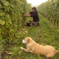 Vendanges monthoux 2014 96 