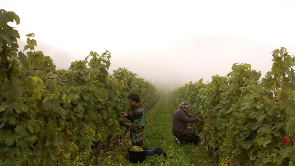 Vendanges monthoux 2014 97 