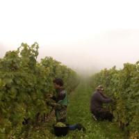 Vendanges monthoux 2014 97 