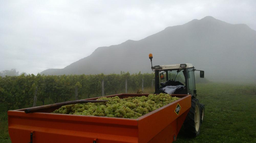 Vendanges monthoux 2014 98 