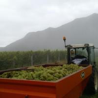 Vendanges monthoux 2014 98 