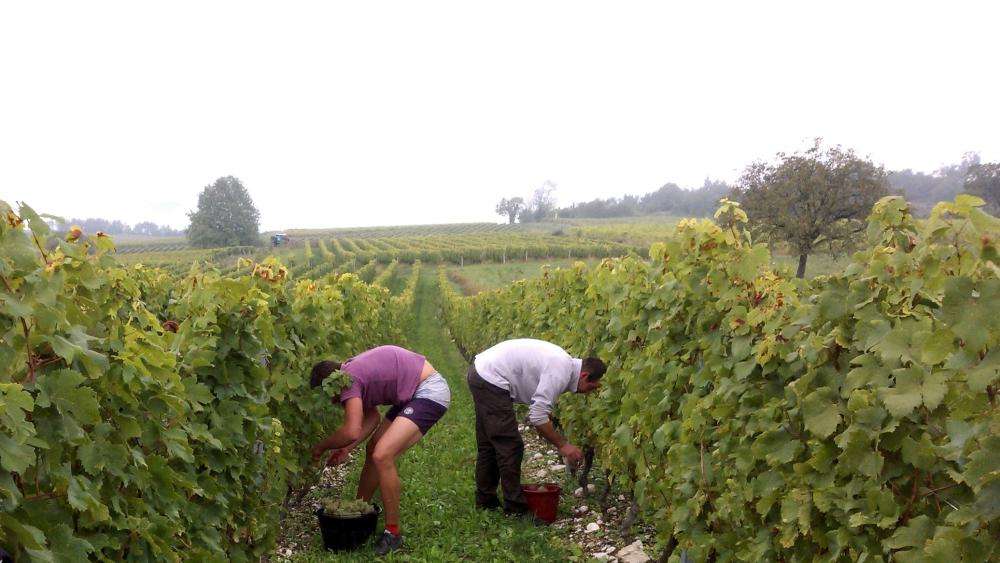 Vendanges monthoux 2014 99 