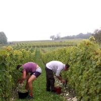 Vendanges monthoux 2014 99 