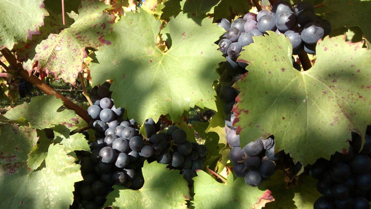 Des raisins mûrs et sains sont la base indispensable pour l'élaboration de nos vins