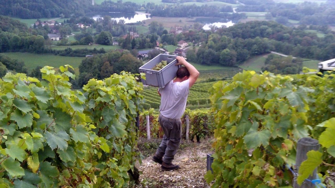 Roussette - Weinberg de la Phine