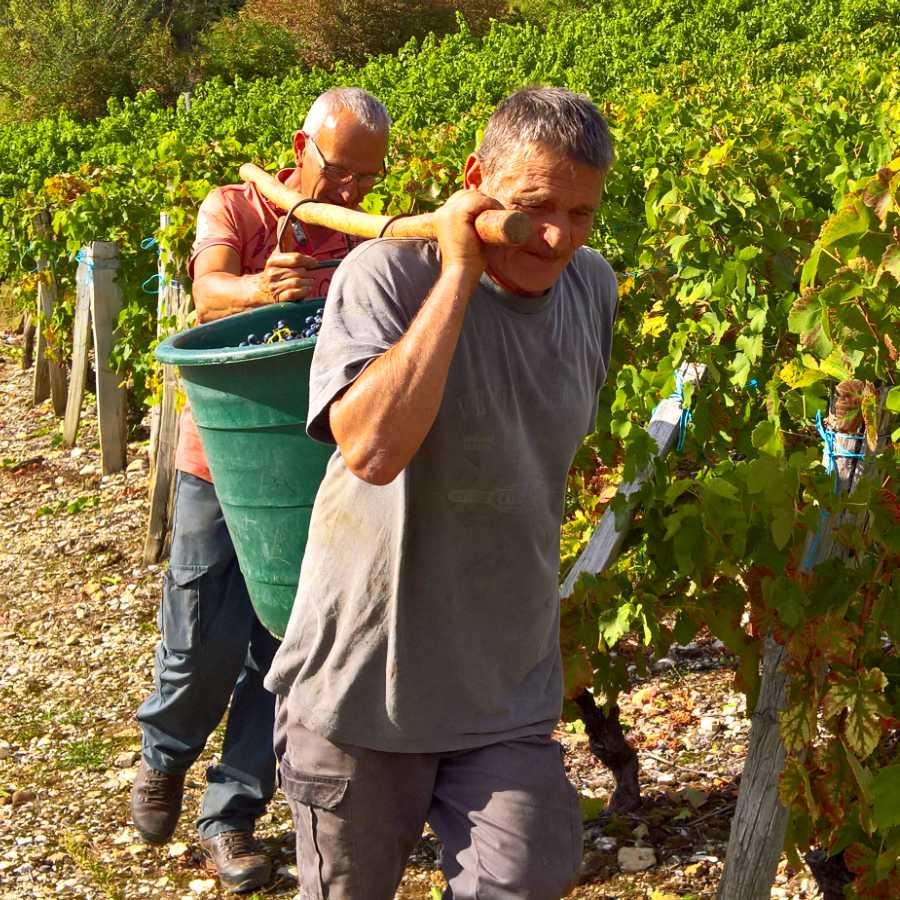 Deux porteurs avec la traditionnelle gerle de raisins