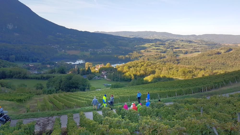 Weinlese beim Sonnenaufgang in dem Hang von Monthoux in den französischen Alpen